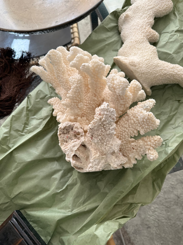 Large Staghorn coral