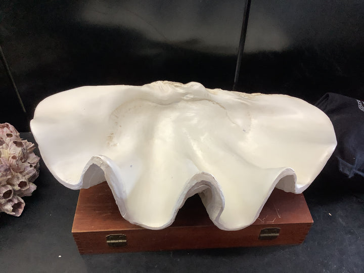 Giant Faux Clam