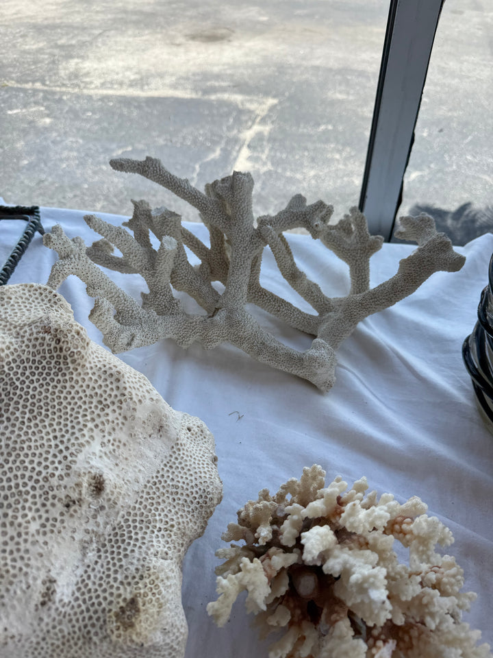 Branch Coral Lg