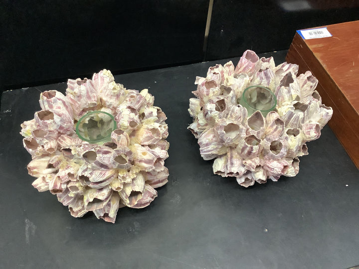 Pr Barnacle votives
