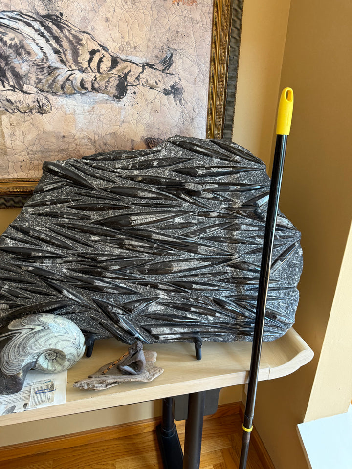 Huge fossil sculpture