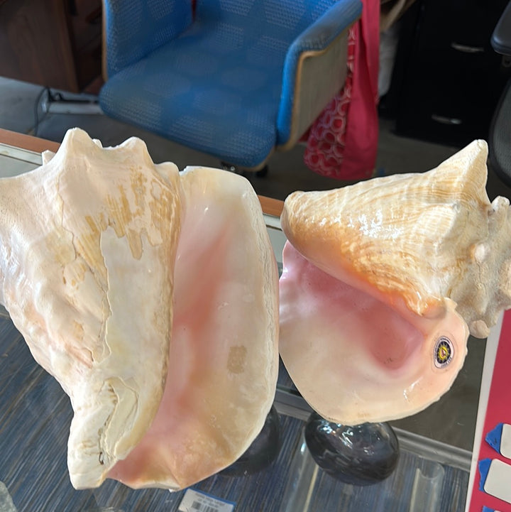Lg Conch shell