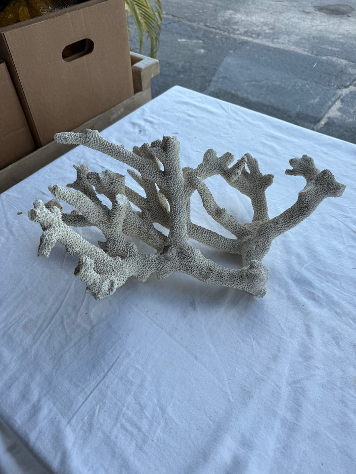 Sm Branch Coral
