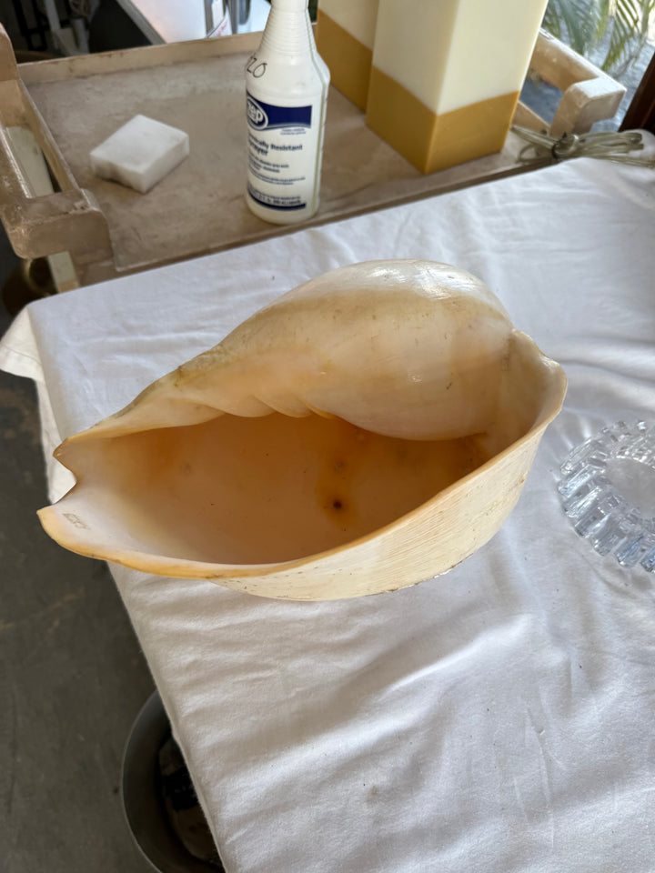 Large Sea Snail Shell