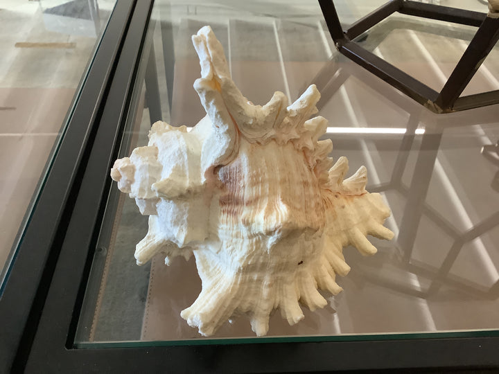 Murex Ramosus Shell