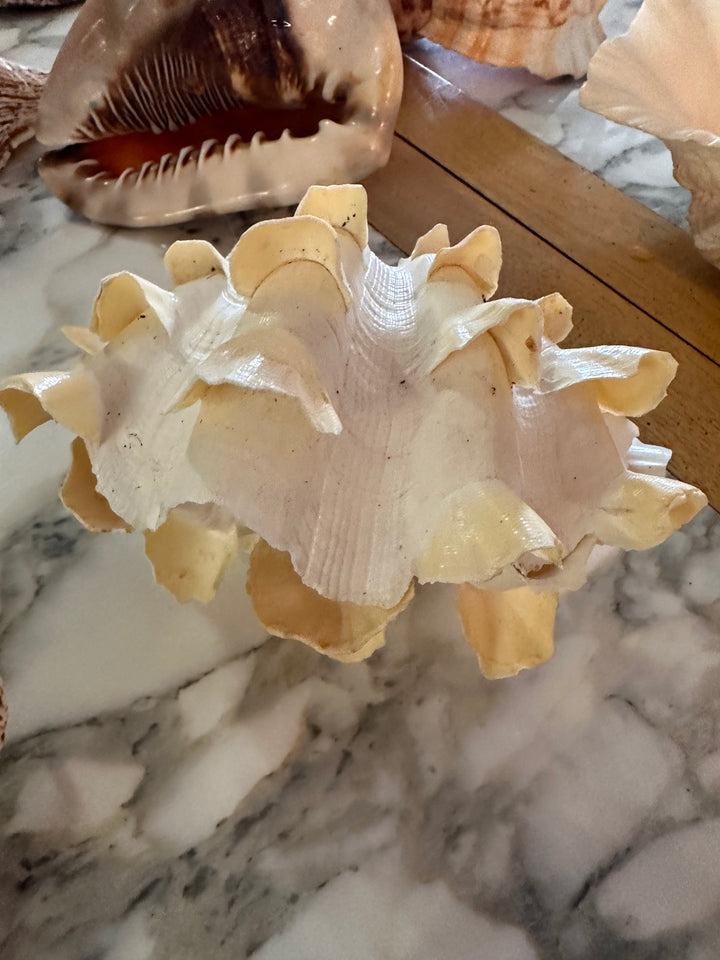 2pc Fluted seashell