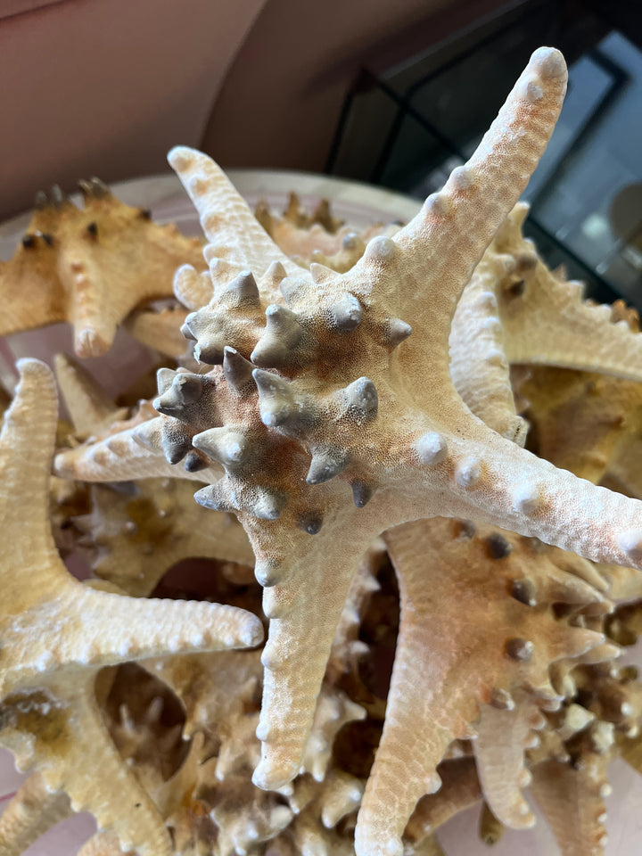 Starfish