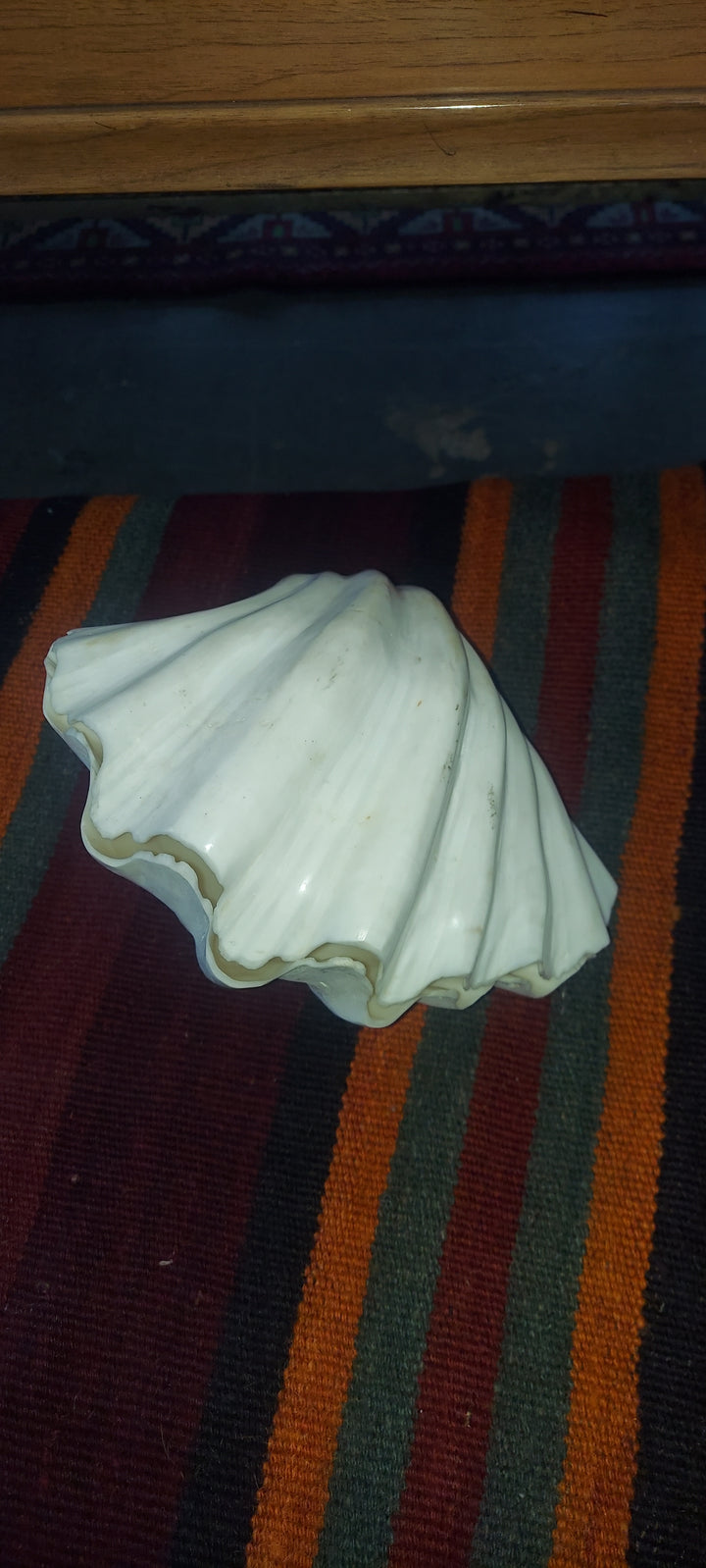 Giant clam shell-small