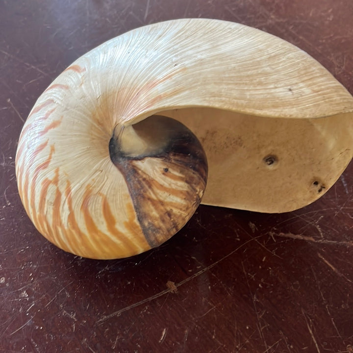 Shell- Sea Snail